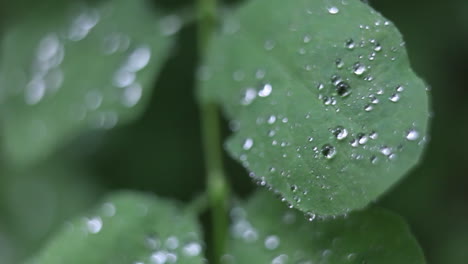 Gotas-De-Agua-Se-Condensan-En-Las-Hojas-De-Una-Planta