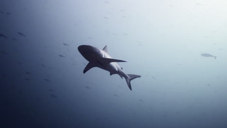 tiburón gris en agua azul