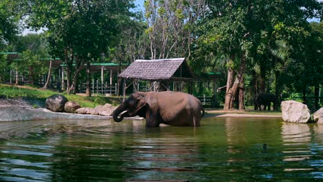 footage of an asian elephant in the water taking a bath and drinking the water