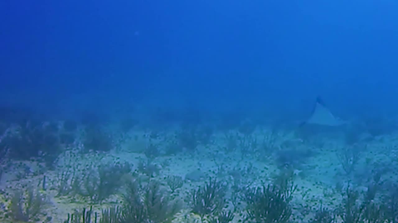 Giant mantaray swimming at the bottom of the Caribbean Sea of Mexico