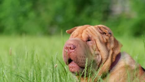 shar pei puppy in a field