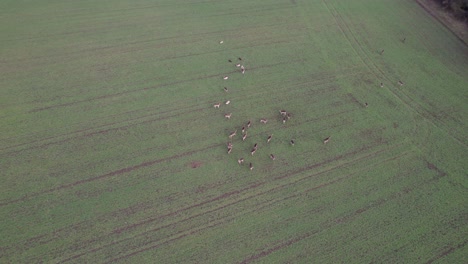 Manada-De-Ciervos-En-El-Campo-Agrícola-Essex-Uk-Drone,-Aéreo,-Vista-Desde-El-Aire,-Vista-Panorámica