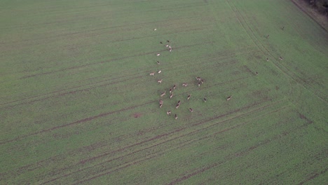 농장 필드에 있는 사슴 무리 essex uk drone, 공중, 공기에서 보기, 조감도