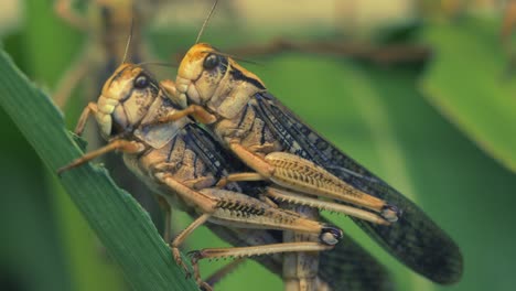 epic macro footage showing mating pair of grasshoppers hanging on green plant in nature