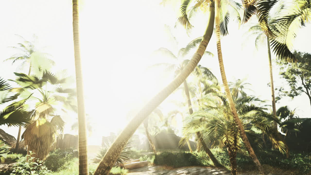Sunlight filters through palm trees in a tropical paradise during midday