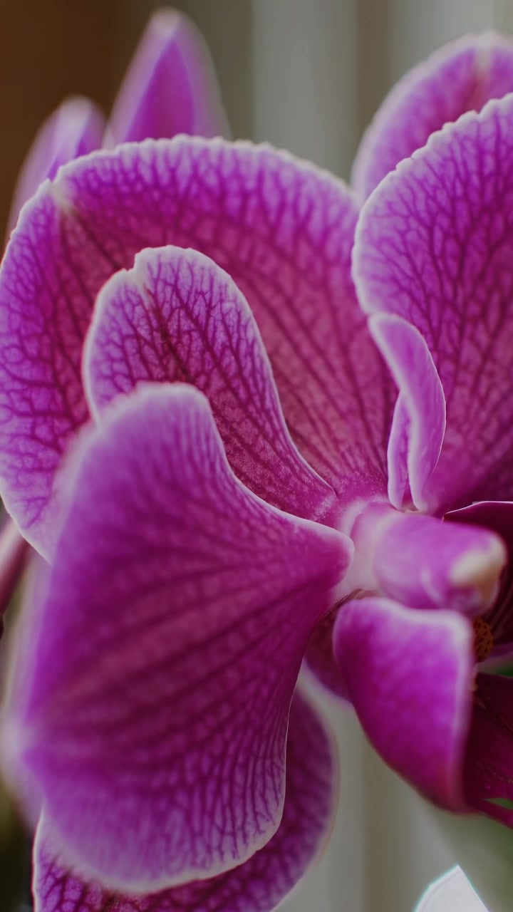 Primo piano di un vivace fiore di orchidea viola