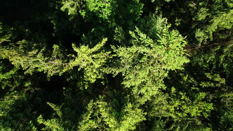 disparo de arriba hacia abajo de las cimas de los pinos verdes balanceándose en el viento