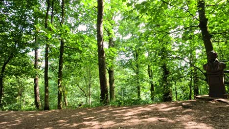 a serene forest scene in stirling, scotland