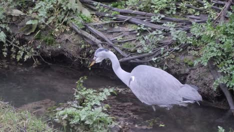 Grey heron hunting in wetlands in the evening