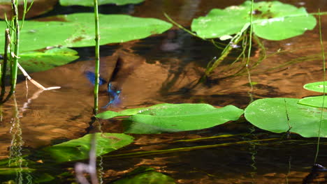 Zwei-Männliche-Damselfly-Beginnen,-Um-Ein-Weibchen-Zu-Streiten,-Das-Eier-In-Das-Kristallklare-Flusswasser-Legt