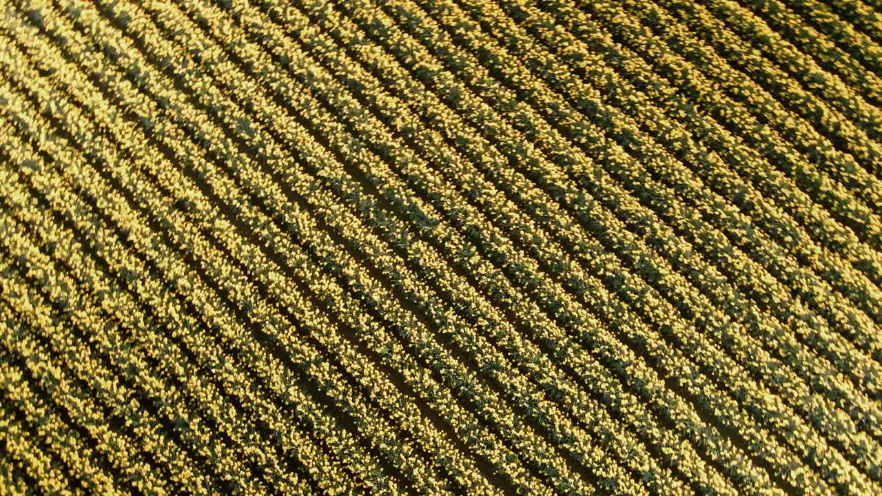 수선화 꽃이 만발한 최면의 들판 위로 천천히 회전하고 솟아오르는 공중