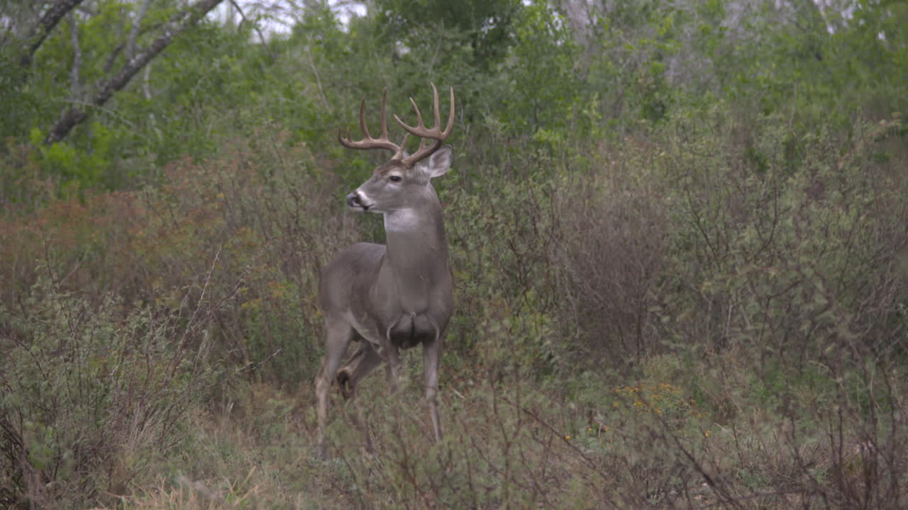 Deer in Natural Habitat