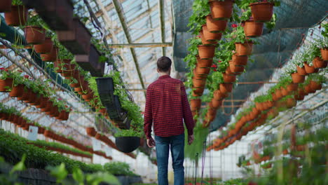 young farmer inspecting plants in greenhouse