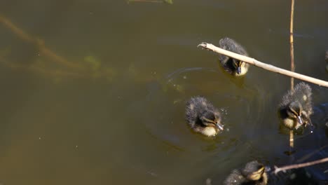 patos bebés nadando en el estanque