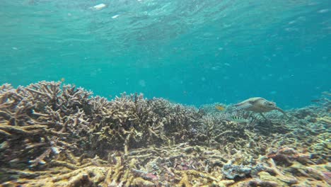 A-beautiful-hawksbill-sea-turtle-hovers-over-the-diverse-coral-reef-of-Raja-Ampat,-Indonesia