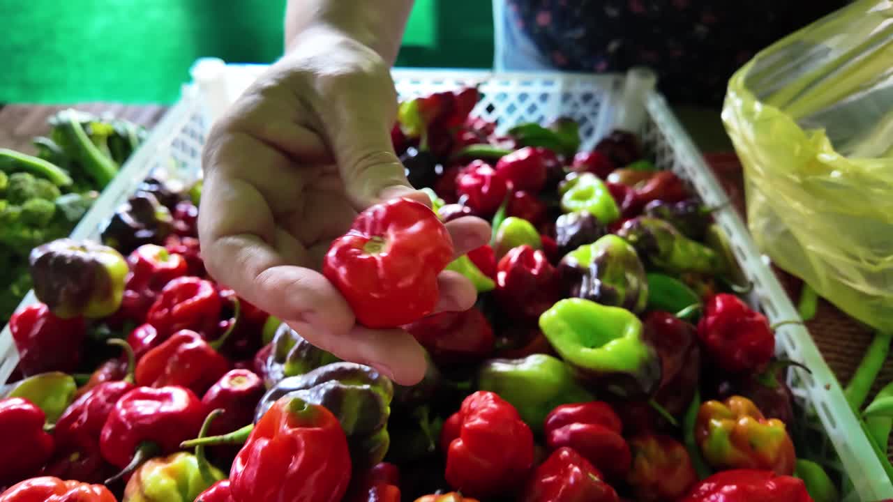 Close-up view of a woman's hands selecting ajies at a bustling vegetable market. The colorful peppers highlight the rich produce available, showcasing a lively market atmosphere