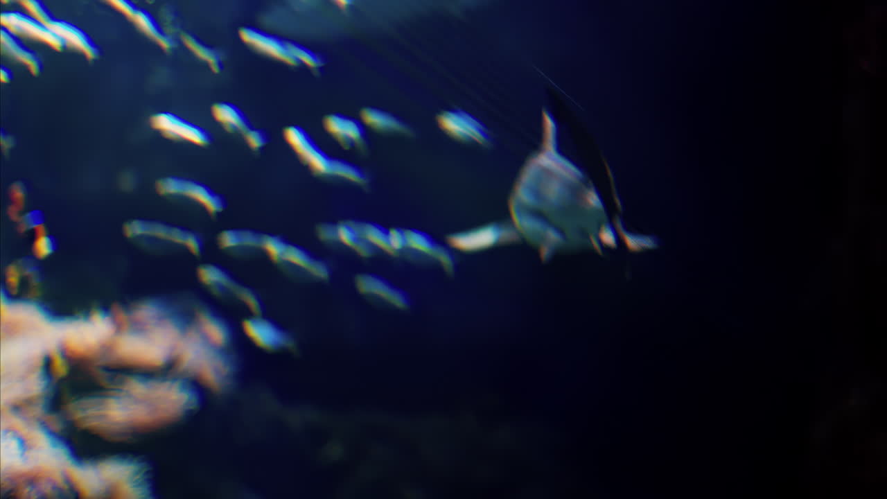 Close up of a blacktip shark swimming near coral reefs