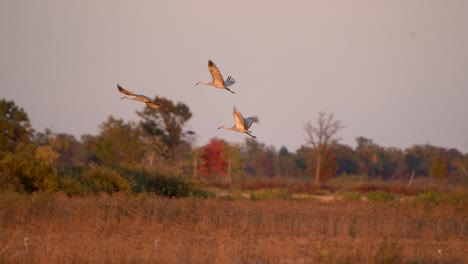 a group of sandhill cranes flies over the wetlands while one decides to land and roost for the evening
