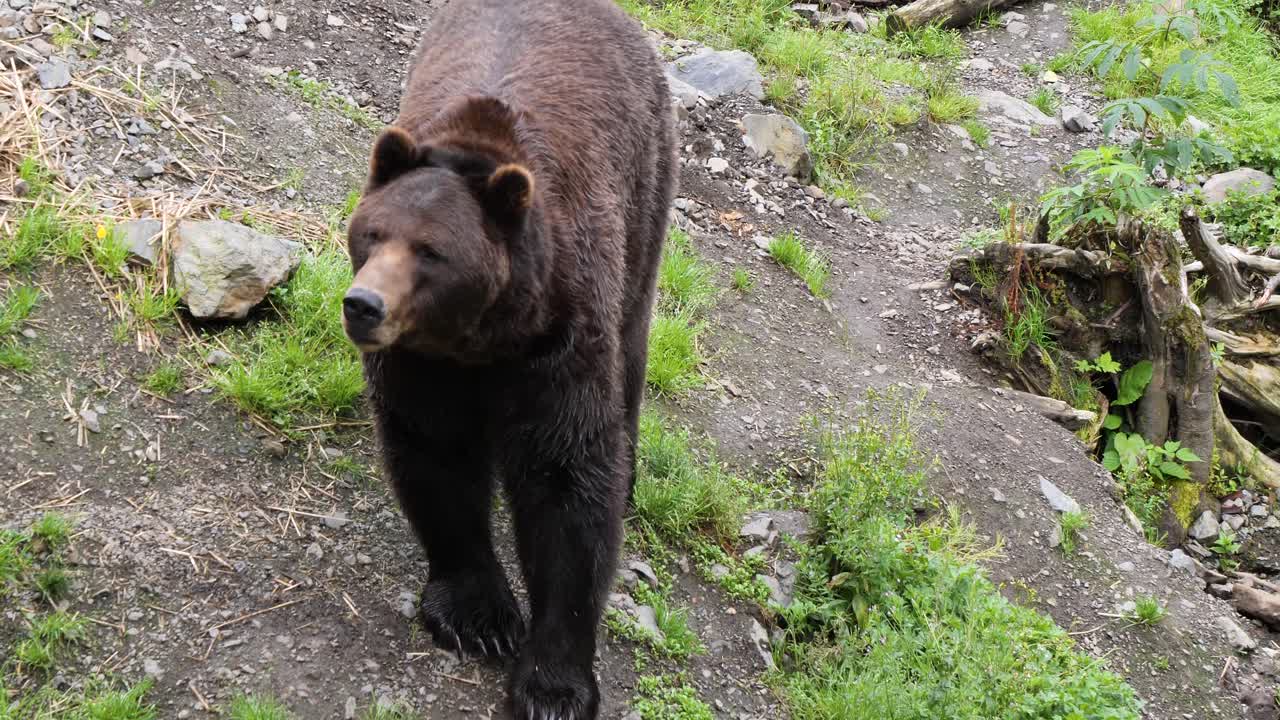 un gran oso marrón hombre caminando lentamente. alaska