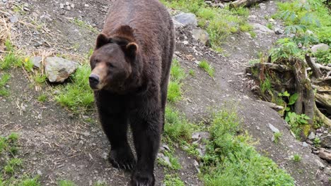 Großer-Männlicher-Braunbär,-Der-Langsam-Geht.-Alaska