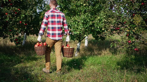 man picking apples in an orchard