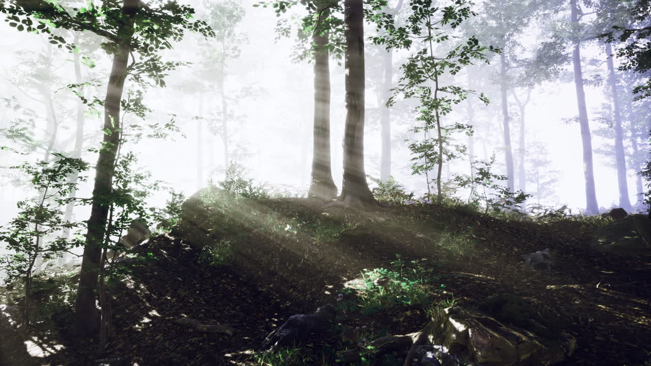 Sunlight filters through a misty forest creating a magical atmosphere