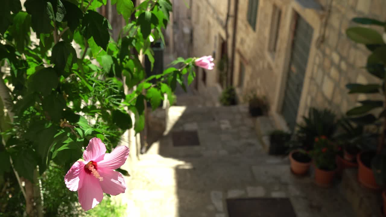 View down of a steep alley and flowers in old town Dubrovnik, Croatia