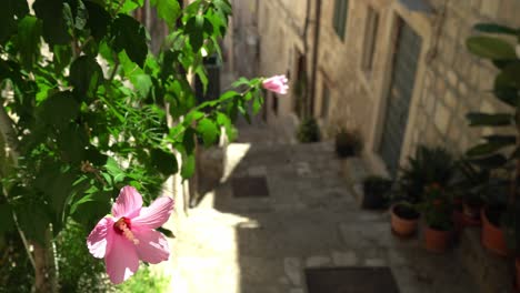View down of a steep alley and flowers in old town Dubrovnik, Croatia
