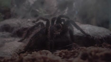 Closeup-of-Tarantula-spider-displayed-in-aquarium-display-case-in-Puebla,-Mexico