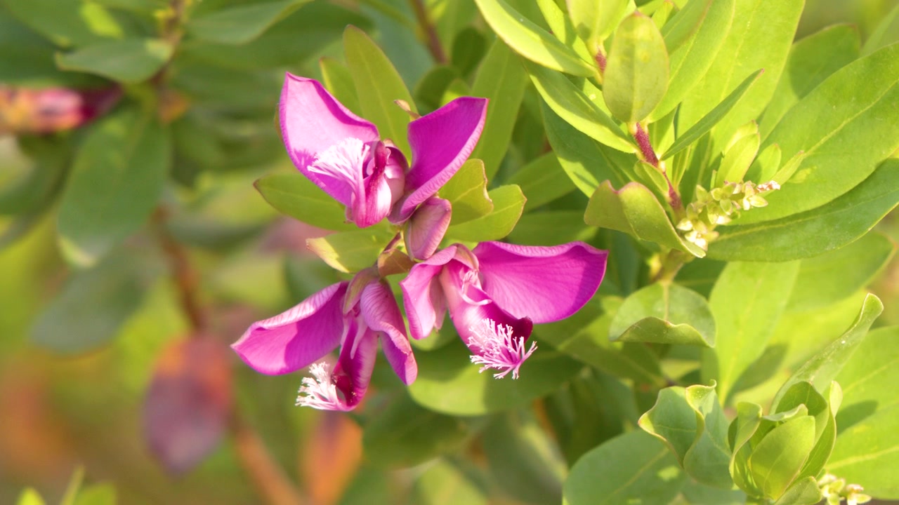 Fiori vivaci di arbusto di pisello odoroso rosa ondeggiano delicatamente tra foglie verdi alla luce naturale del sole