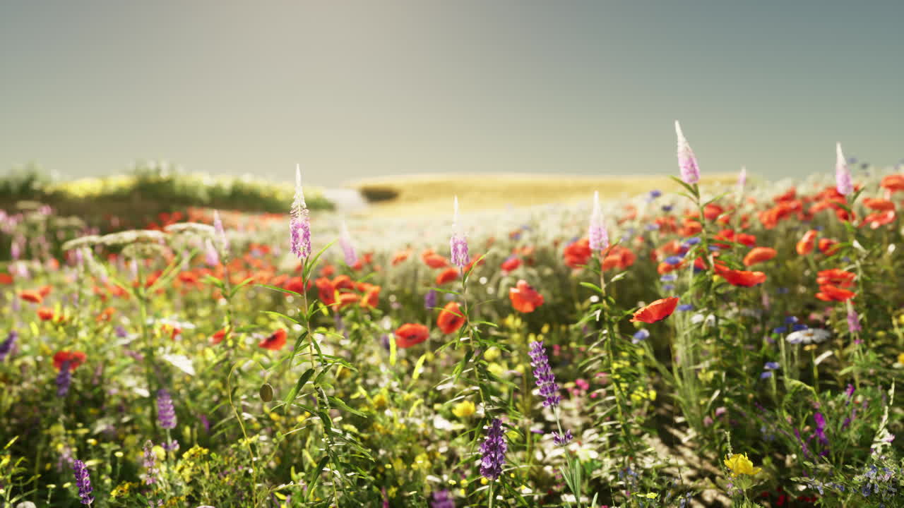 いている花のカラフルな畑