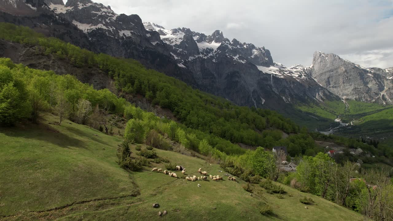 oído hablar de ovejas pastando en praderas en las montañas, panorama alpino