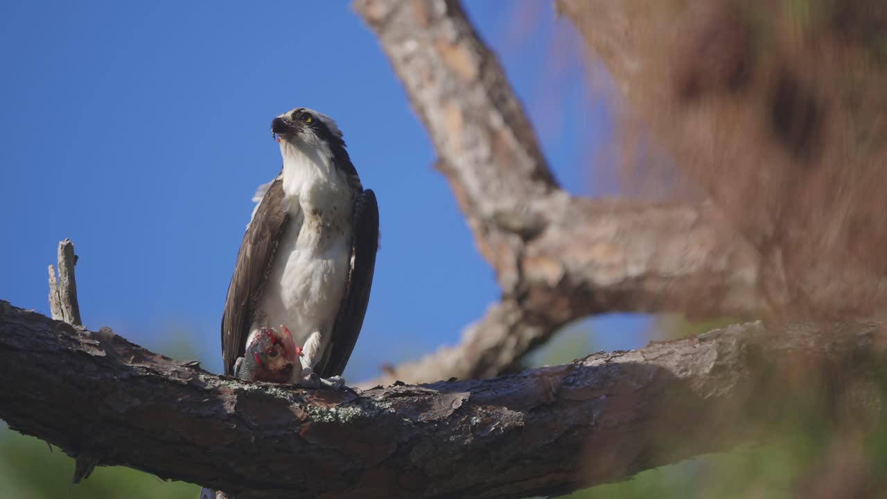 Osprey looking wind feathers medium shot fish tree limb