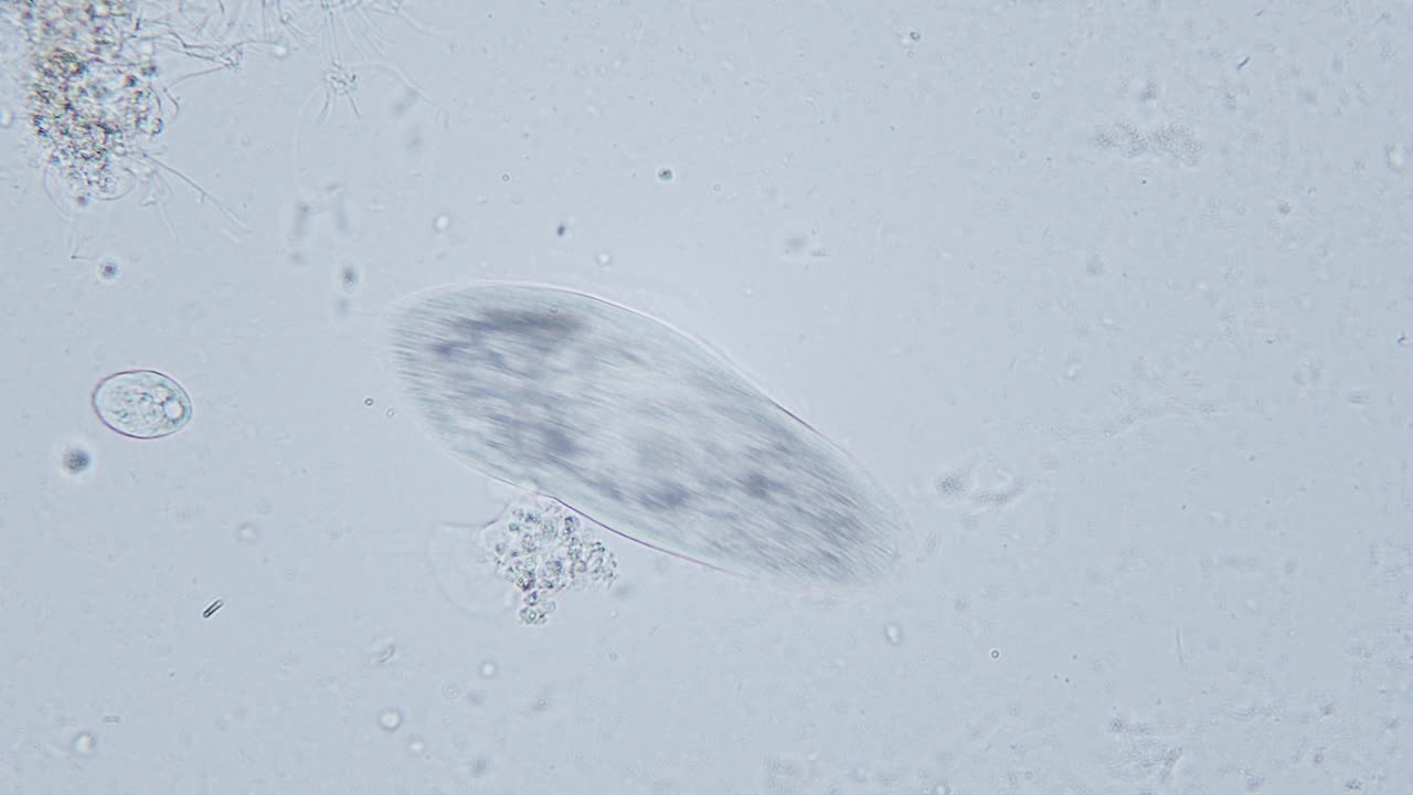 paramecium 大幅放大器官内部运动明亮场显微镜视图