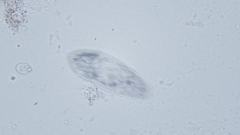 paramecio gran aumento dentro del movimiento del orgánulo campo brillante vista microscópica