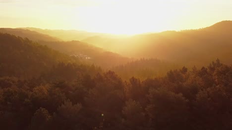 Aerial-view-of-tree-canopies-in-thick-forest-flooded-with-magical-golden-light-at-sunset