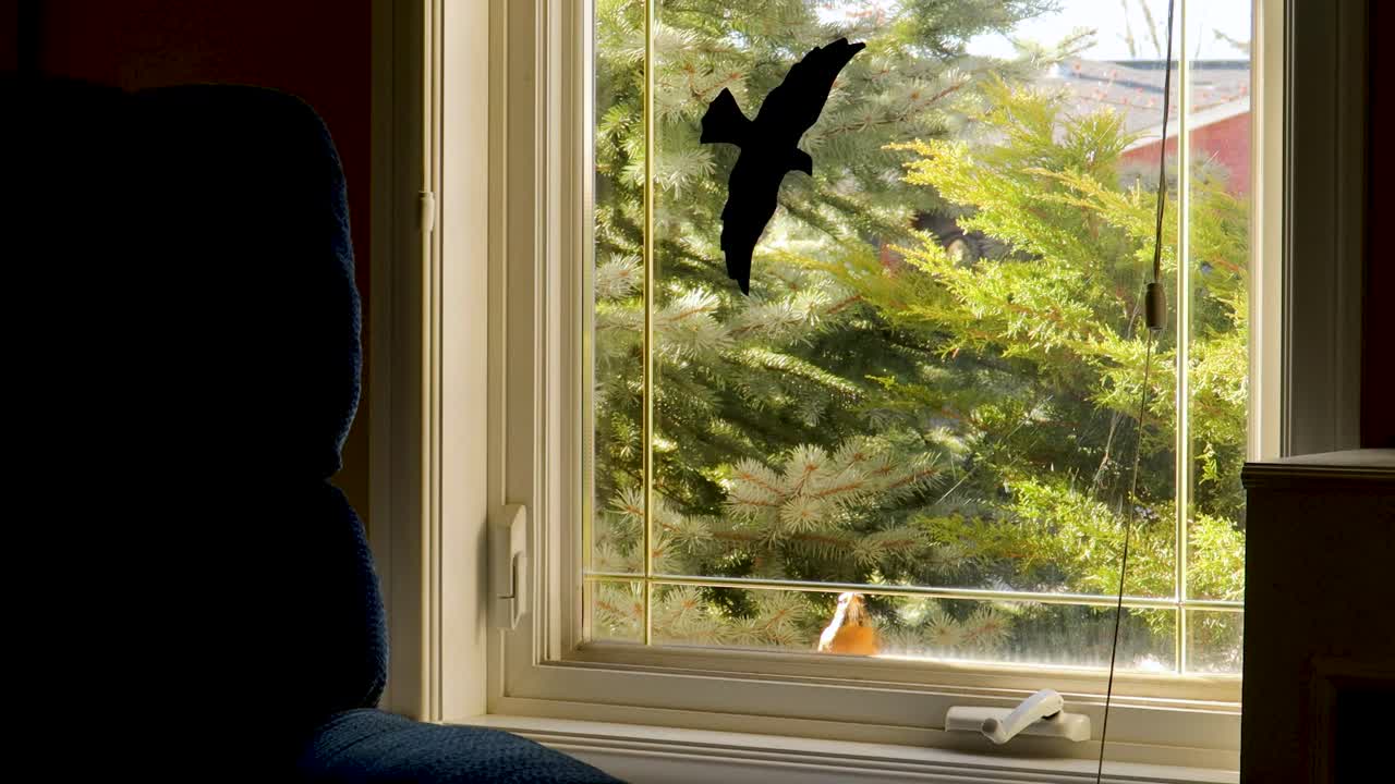 영토 로빈은 자신의 반사에 대해 공격적으로 행동하는 동안 공격을 받습니다.