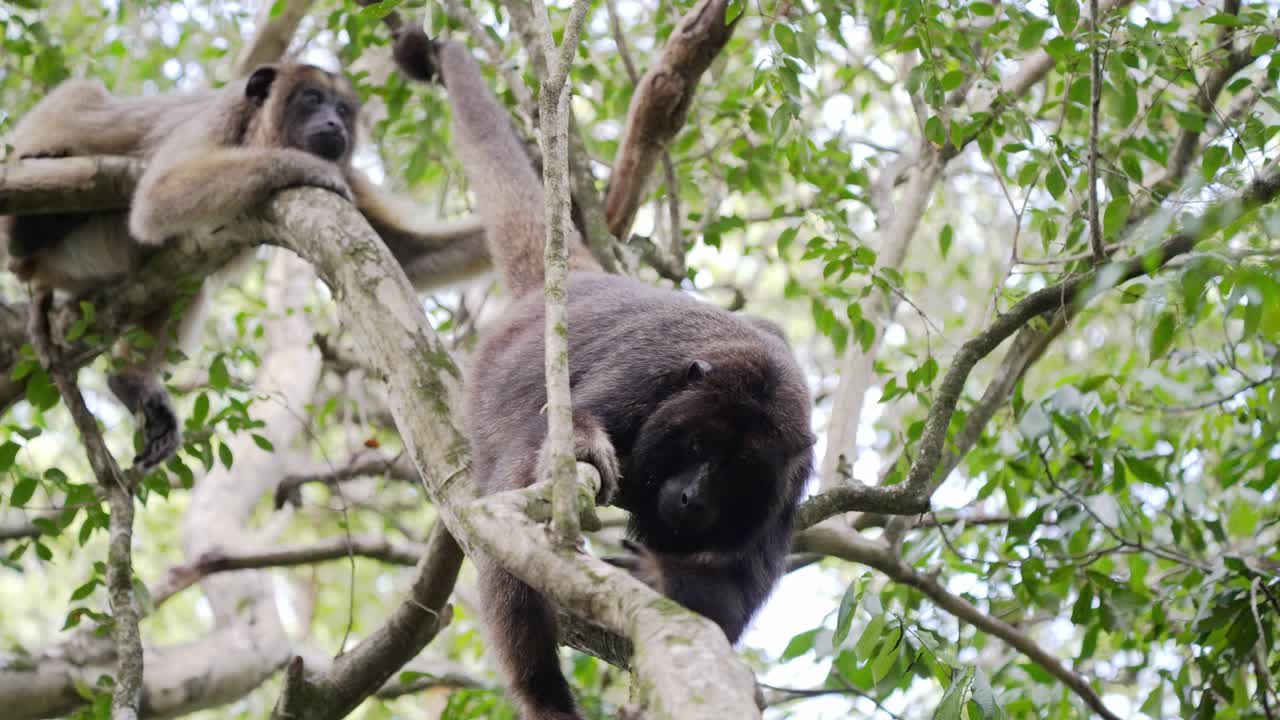aullador negro macho colgando boca abajo con la cola envuelta en la rama del árbol, tratando de atrapar moscas con la mano, mono juvenil de piel amarillenta encorvada arriba, escalar tranquilamente