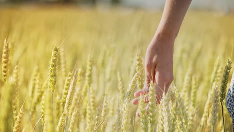 mujer campo de trigo. mujer mano tocando orejas de cebada. agricultora