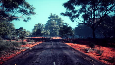 Beautiful-tree-lined-road-in-the-Tunnel-of-Trees