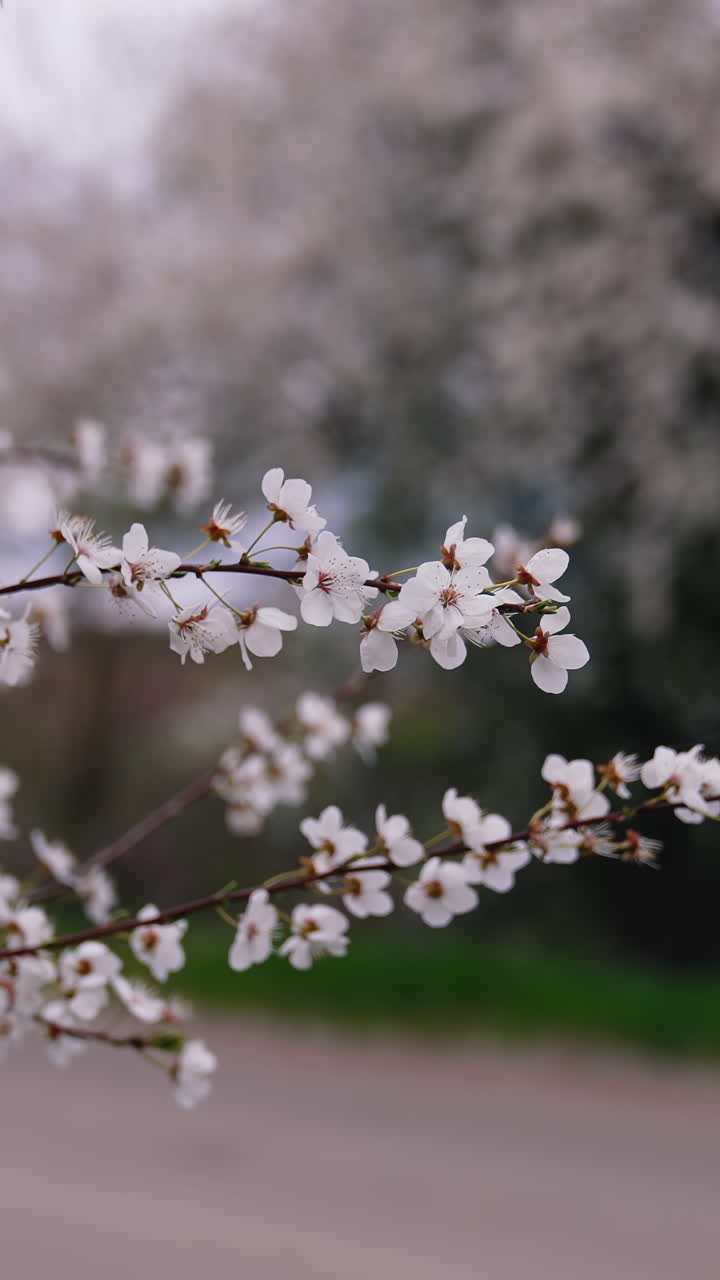 Cherry blossom swaying in the spring wind. Tree branch with white blooming flowers over the road. Beautiful trees flowering in spring. Vertical video