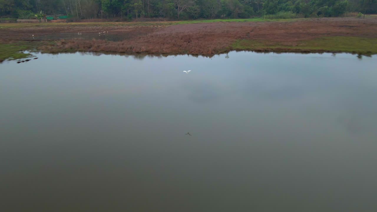 농장과 강 헤론 갈매기 위에 새를 따라가는 무인 항공기