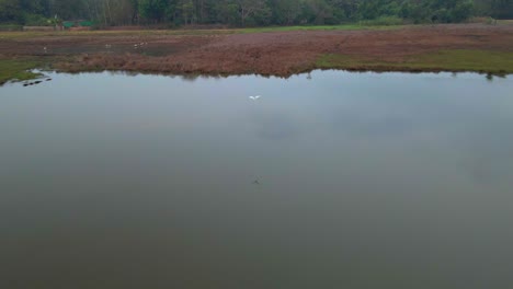 Drone-Siguiendo-Pájaro-Sobre-La-Granja-Y-Río-Heron-Gaviotas-Reflejo-De-Agua-Quieta