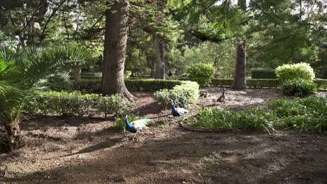 family of peacocks walking among plants in the san anton gardens on a bright sunny day