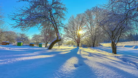 local orchard covered in white snow on sunny winter day, sun tracking camera time lapse