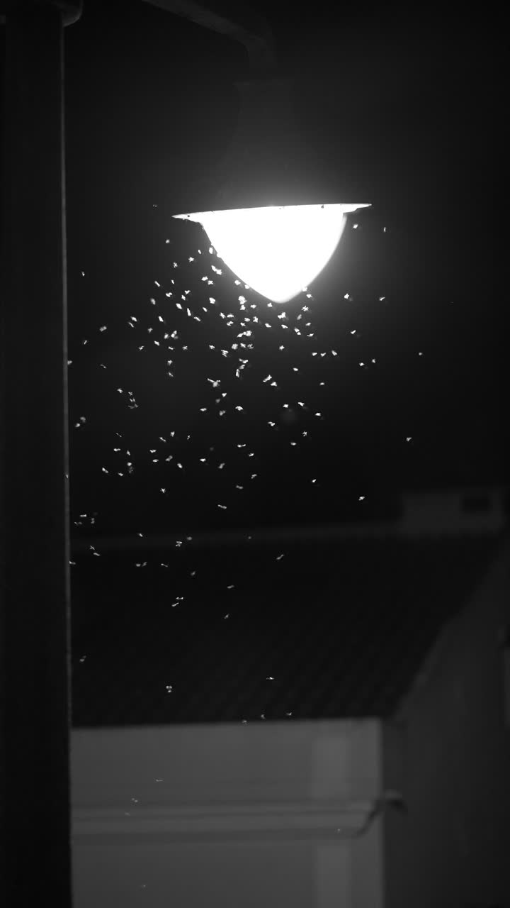 Insects Swarming a Street Lamp at Night