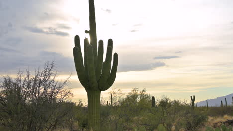 resplandor solar brillando a través de cacto saguaro retroiluminado, disparo inclinado hacia arriba
