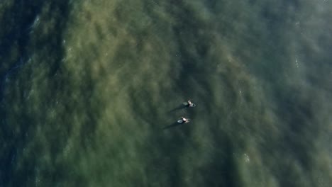 Aerial-view-of-two-surfers-waiting-for-swell,-ocean-surface,-Directly-above-shot,-Portugal