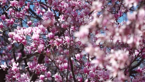 flor de cerezo en plena floración estante de enfoque de fondo a primer plano