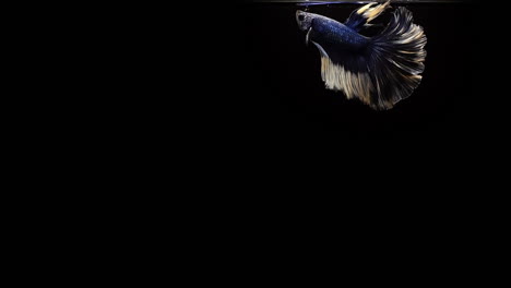 vibrant and colourful siamese fighting fish betta splendens, also known as thai fighting fish or betta, a popular aquarium fish in super slow motion on black background
